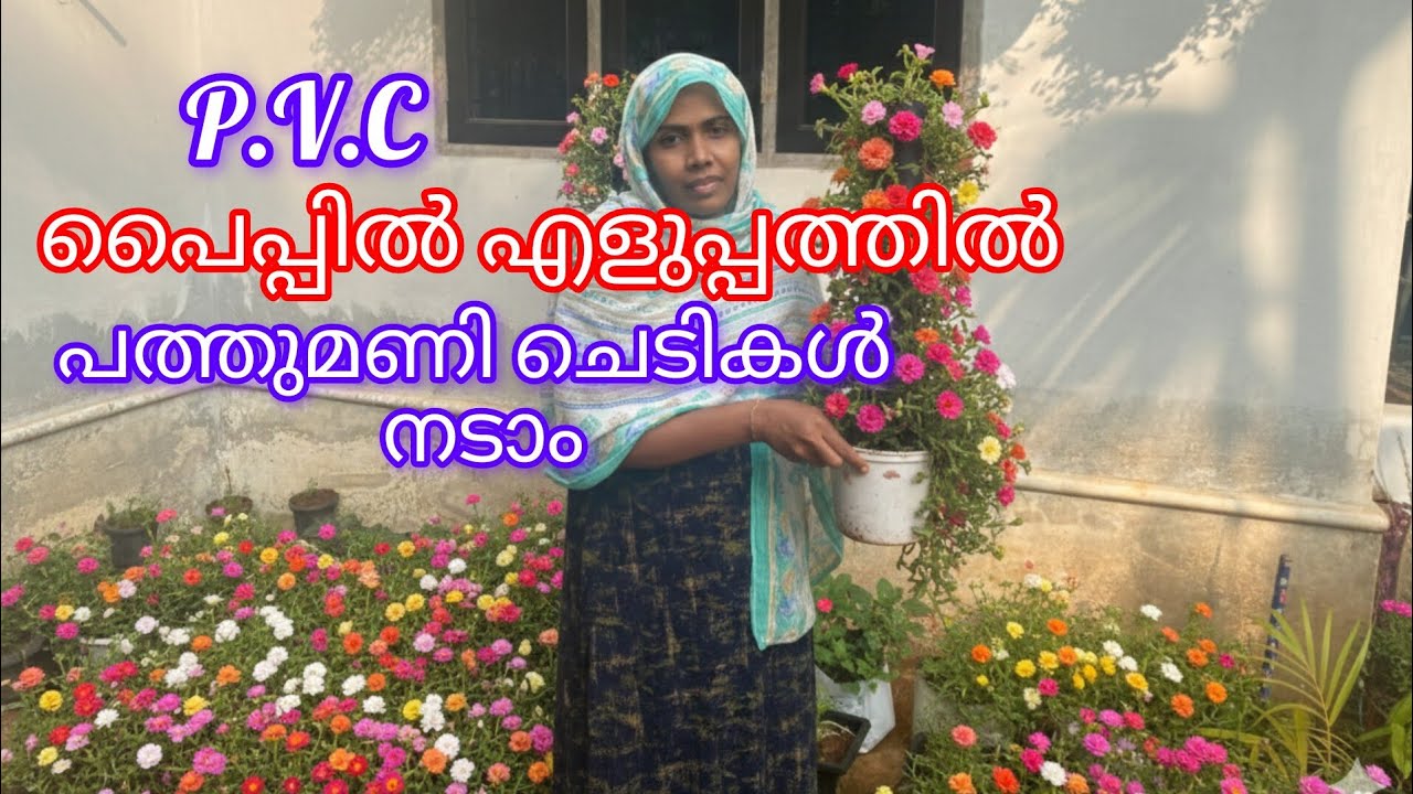 P.V.C. പൈപ്പിൽ എളുപ്പത്തിൽ പത്തുമണി ചെടികൾ നടാം. 🏵️🌺🌸🌼🌹 Ummu habeeba Vlog 🌺