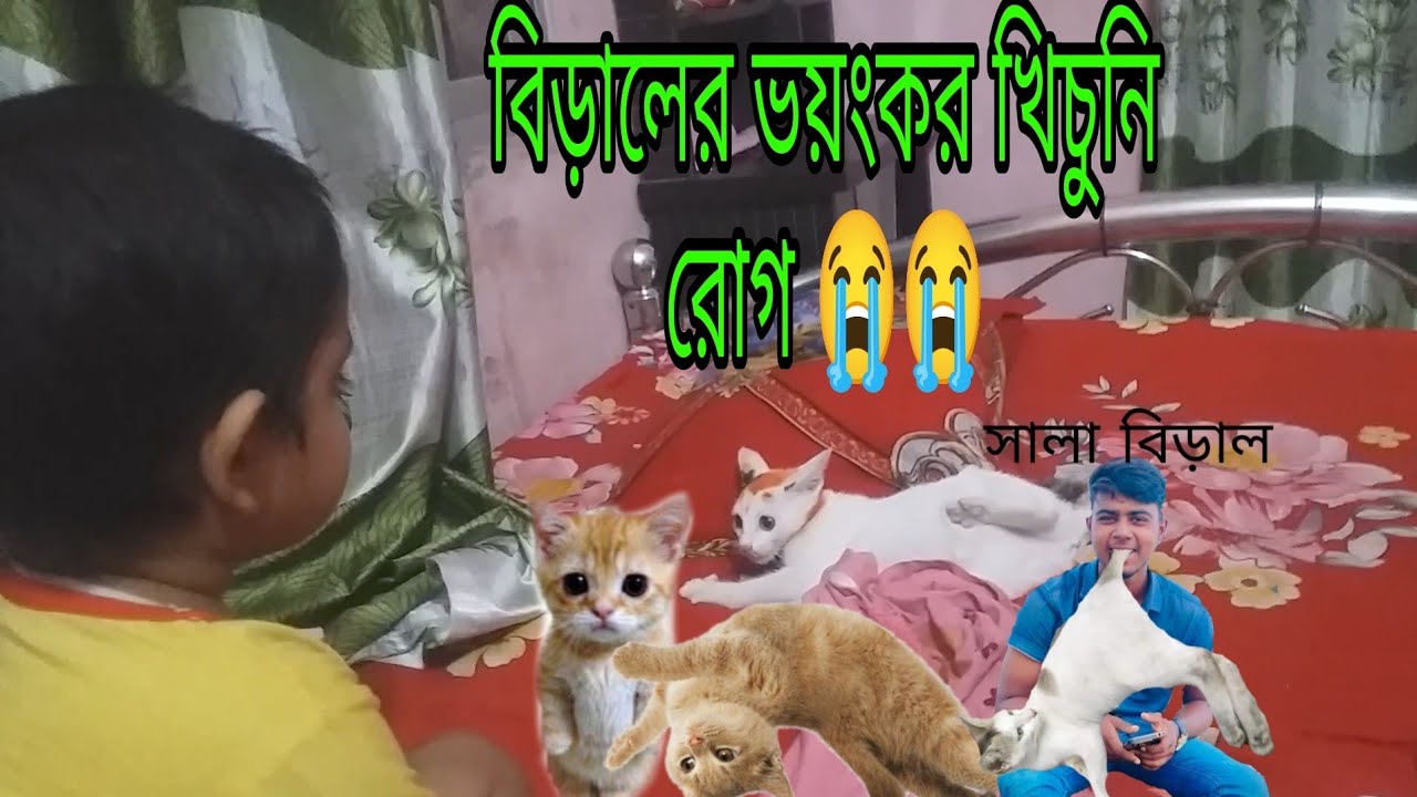 বিড়ালের খিচুনি রোগ 😭  | hridoys daily Life