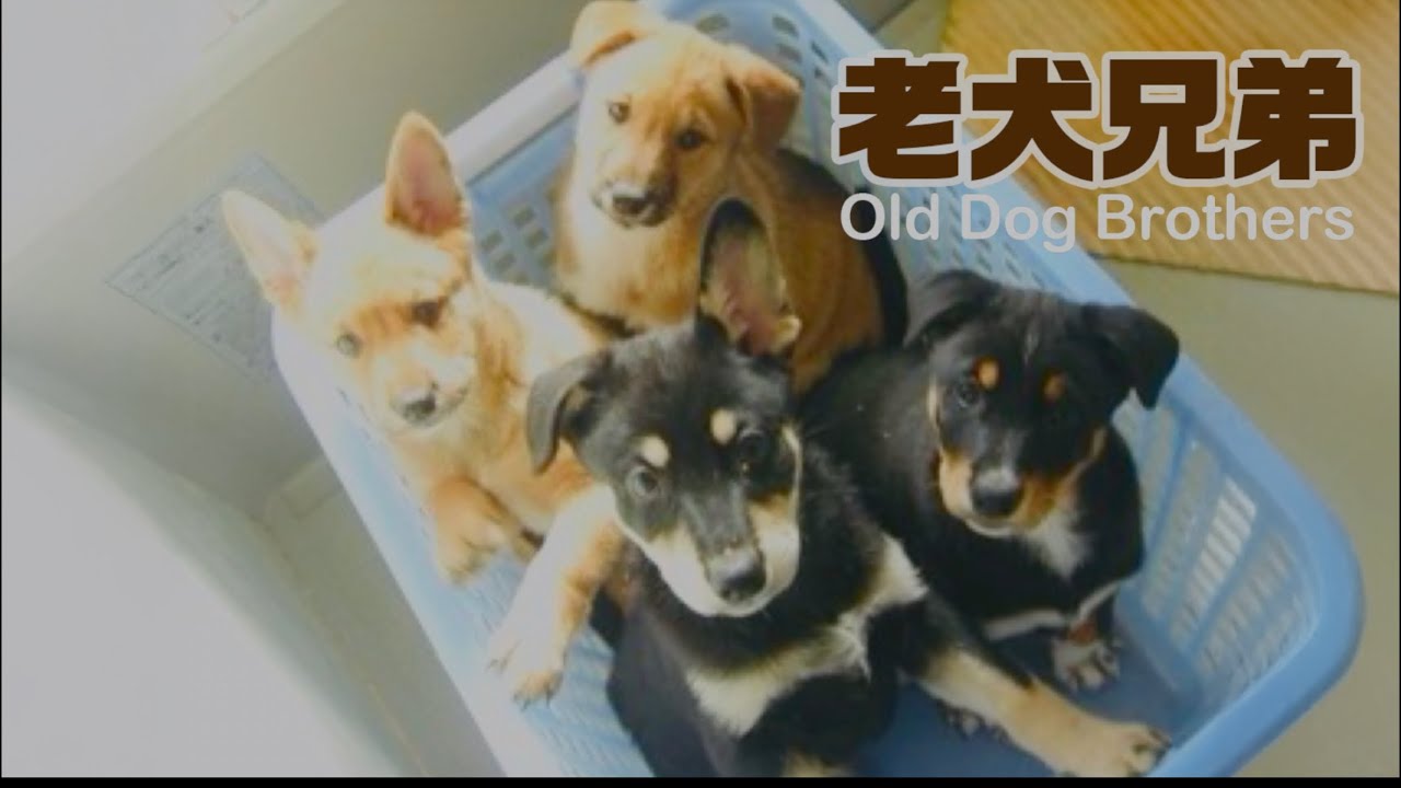 老犬兄弟ｰ子犬の頃の老犬兄弟