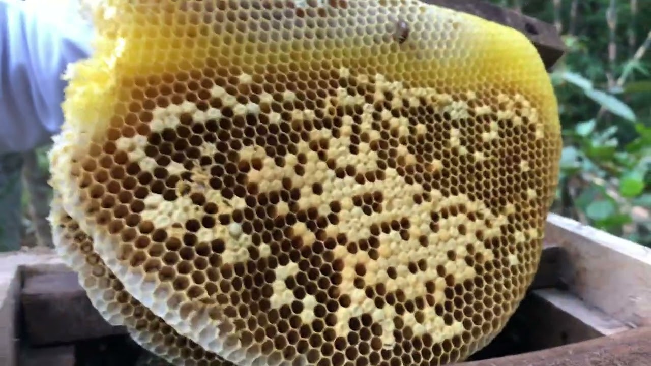 Koloni Lebah Madu Apis Cerana Hasil Kotak Jebakan Di Kebun