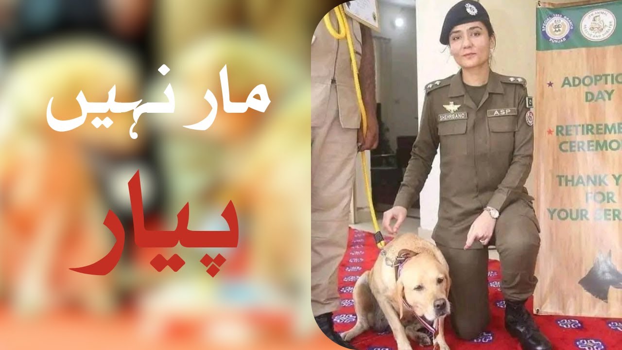 Rescuing Unsung Heroes: Punjab Police ASP Shehrbanu's Journey to Save Retired Police Dogs | Raftar