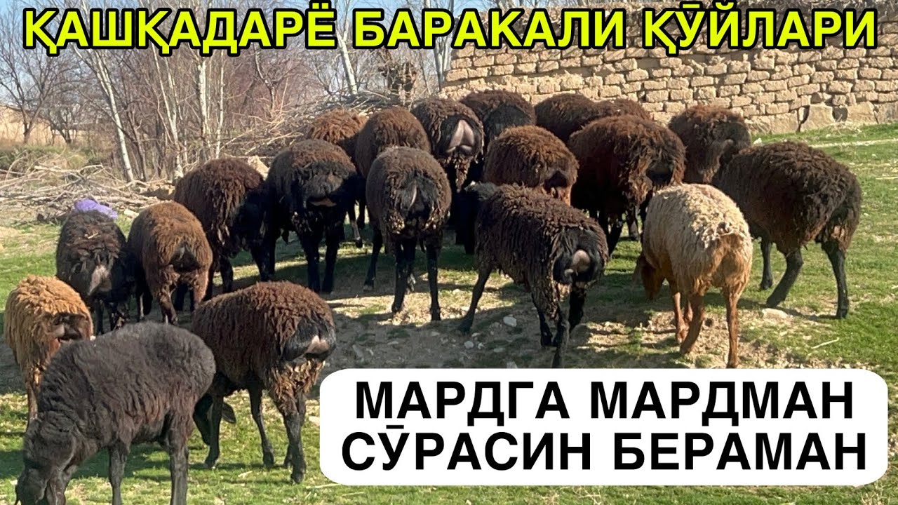 НАРХЛАР ЖУДА ТАШЛАДИ. ☎️975562502 ☎️876450598