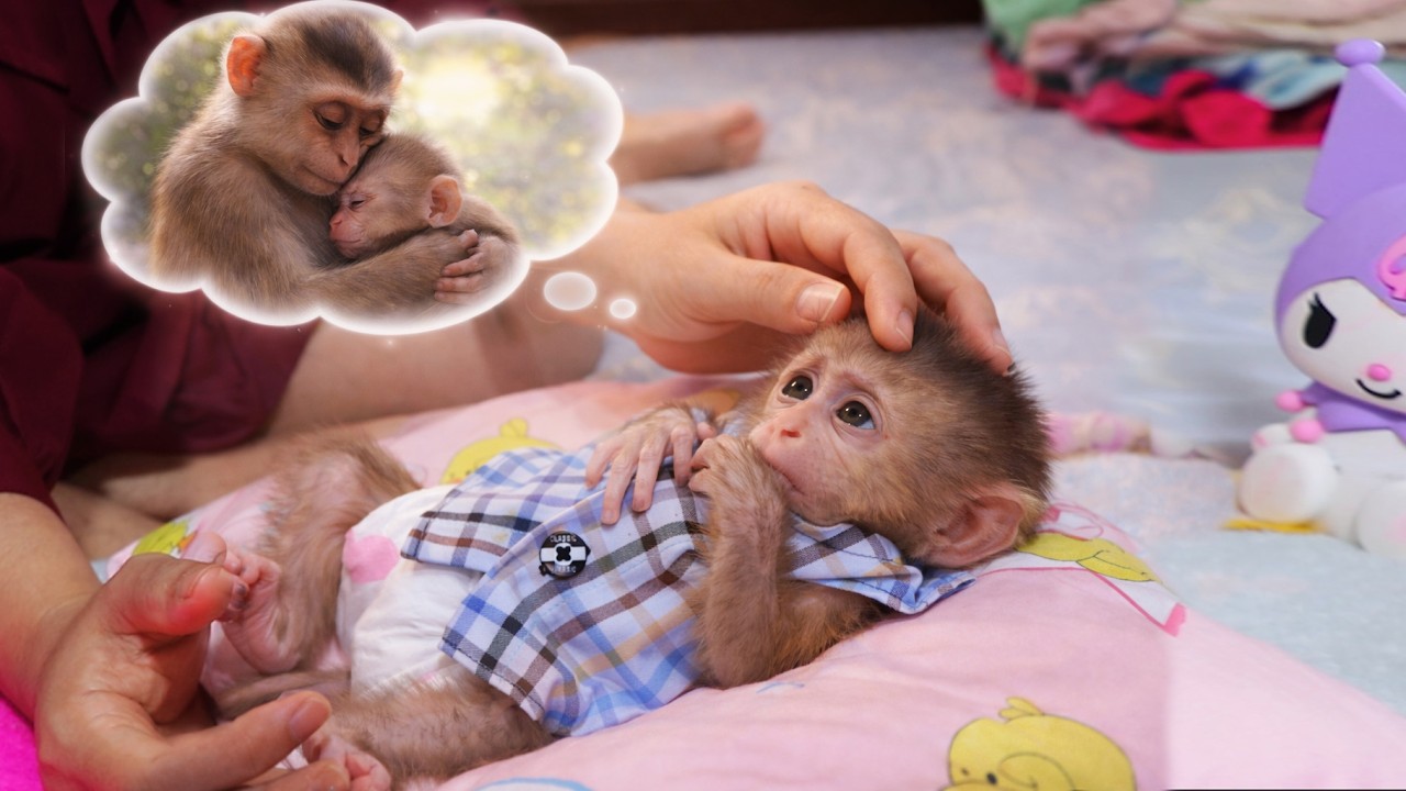 Feeling Miss Sad monkey dreams of Her mother