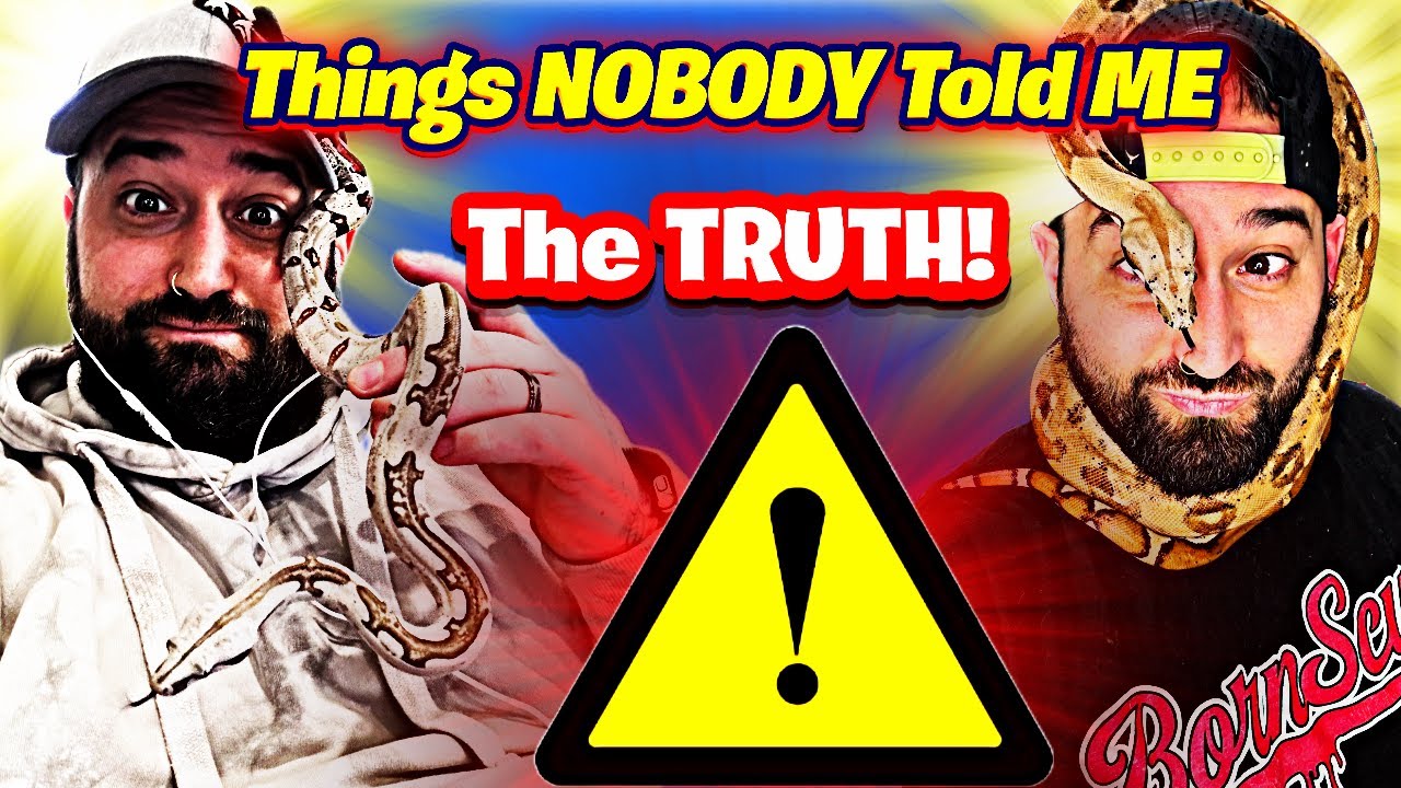 Everything I Wish I Knew Before Getting a Boa Constrictor