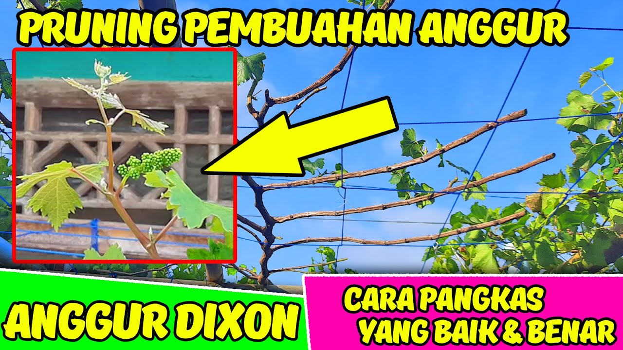 CARA PRUNING PEMBUAHAN ANGGUR DIXON | CARA PEMANGKASAN ANGGUR AGAR CEPAT BERBUAH