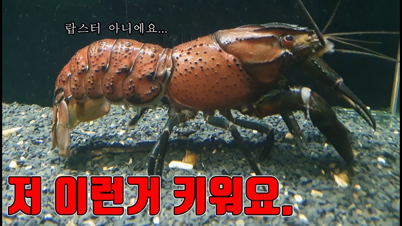 호주괴물가재 키우려고 100만원 썼는데....이거 안먹어요 키워요!!