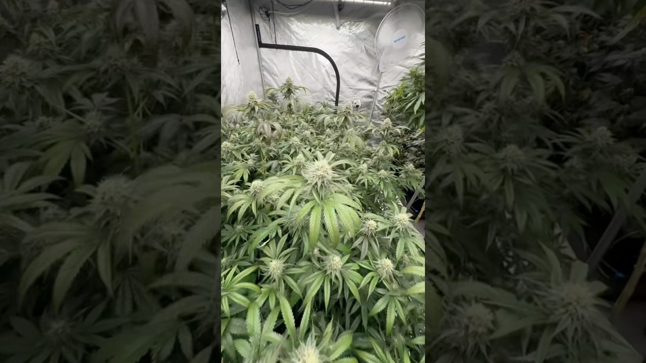 Week 4 Flower, ain&rsquo;t never look so sweet 🧬🎭⚜️ #garden #420 #farming #gardeningtips #texas #viral