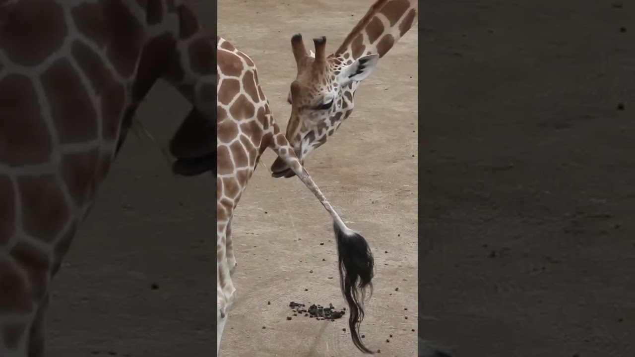 Giraffe Mating is Weird.. #animals #giraffe #learning