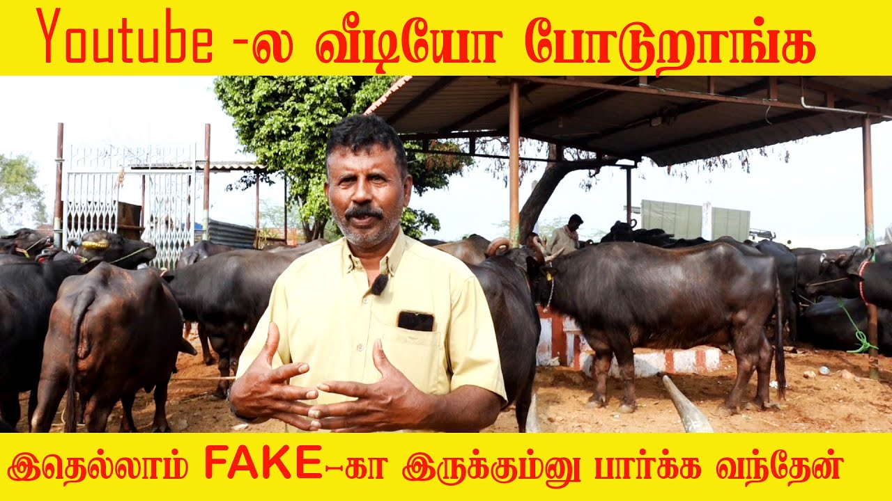 Они просто выкладывают видео на YouTube. Я думал, что всё это фейк. #erode #hfcow #cowfarm #cow