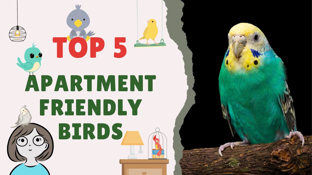 Top 5 Apartment Friendly Birds