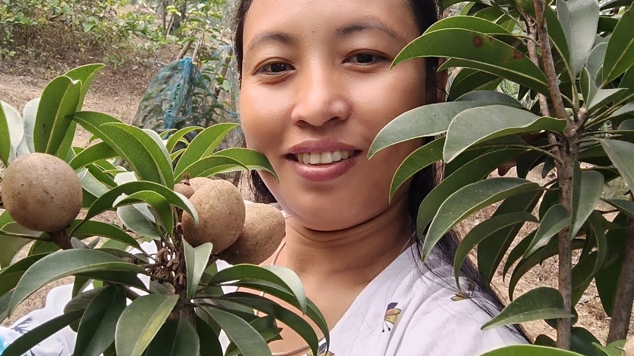 Chhota Sa Bagan mein bahut sari fruit  #villagebanglatv01  #bagan  #tripuravloger 