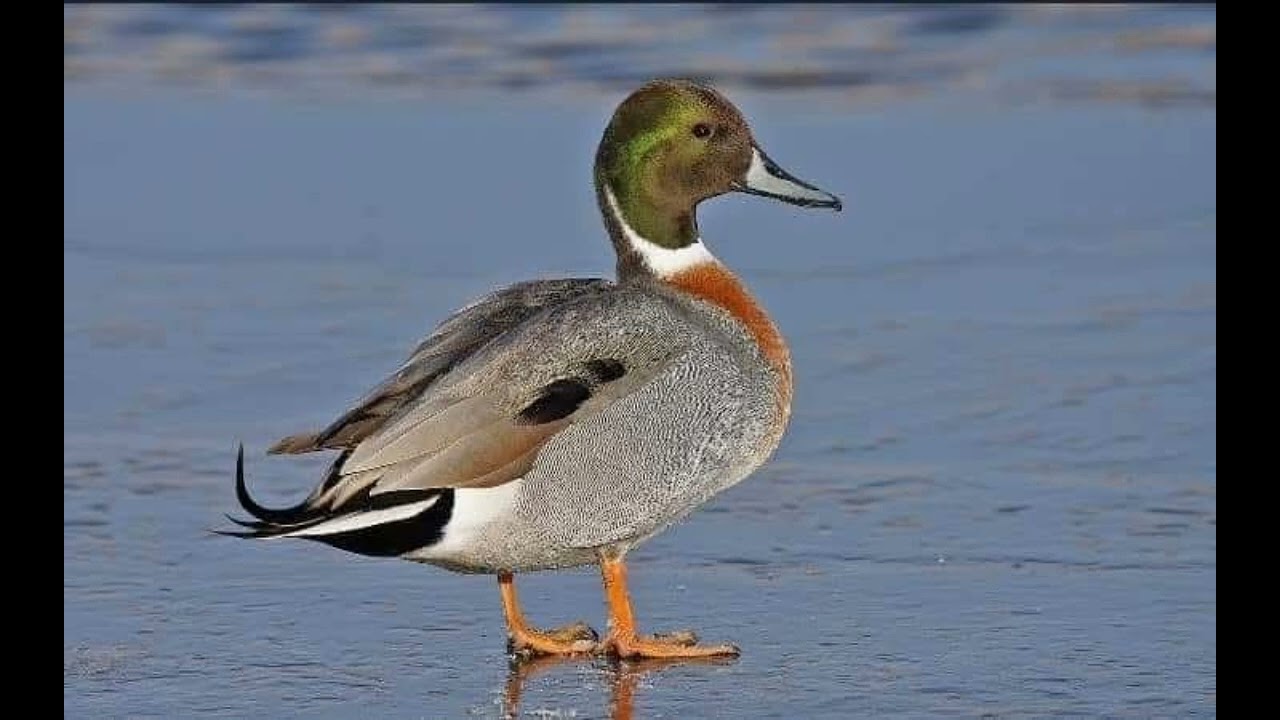 صوت الهربان والبربش  🦆🦆🦩