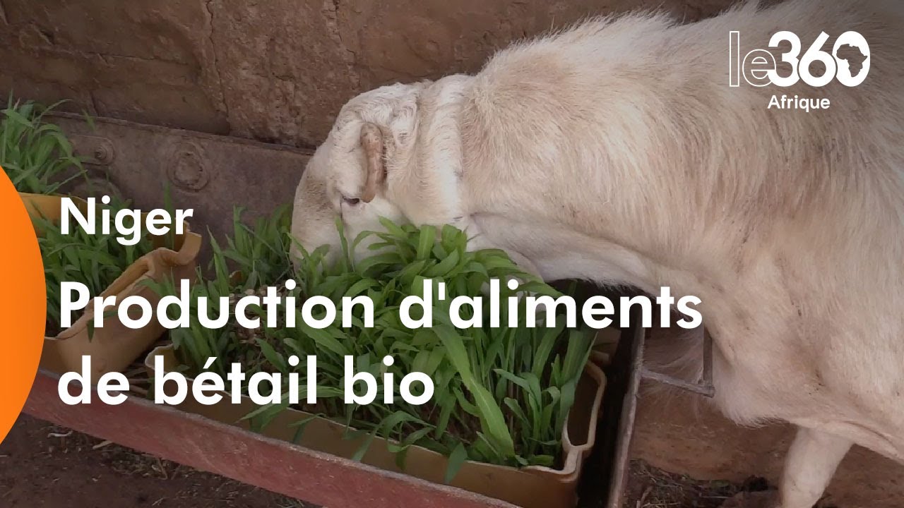 Niger: un ingénieur en biodiversité expérimente avec succès une ferme agroécologique