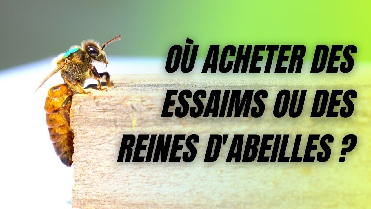 Où acheter des essaims ou des reines d'abeilles ?