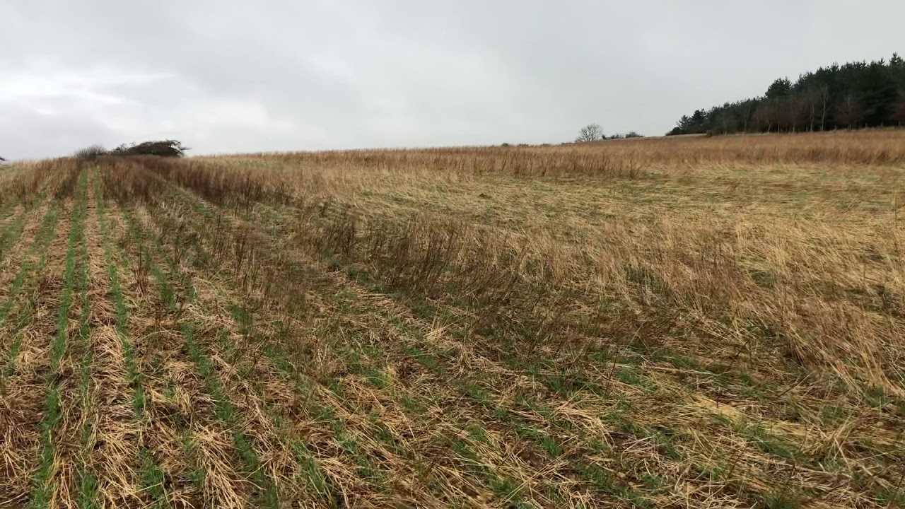 Wheat Emerging Through Cover Crop