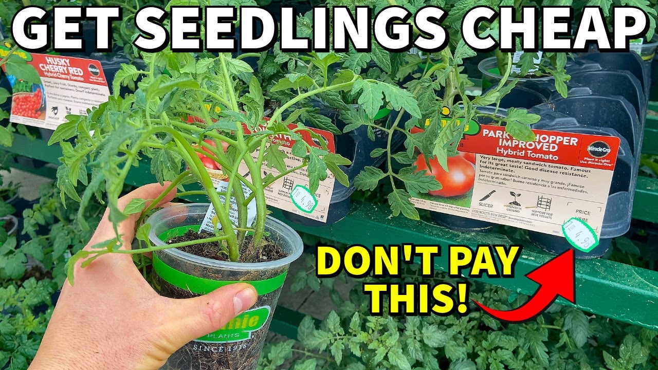How To Get CHEAP PLANTS For Your Garden: Don't Get RIPPED OFF!