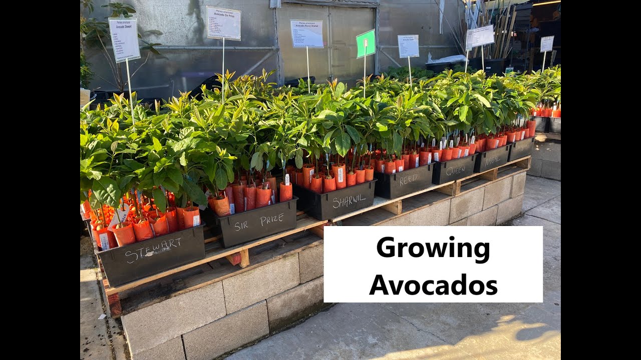 Growing Avocados