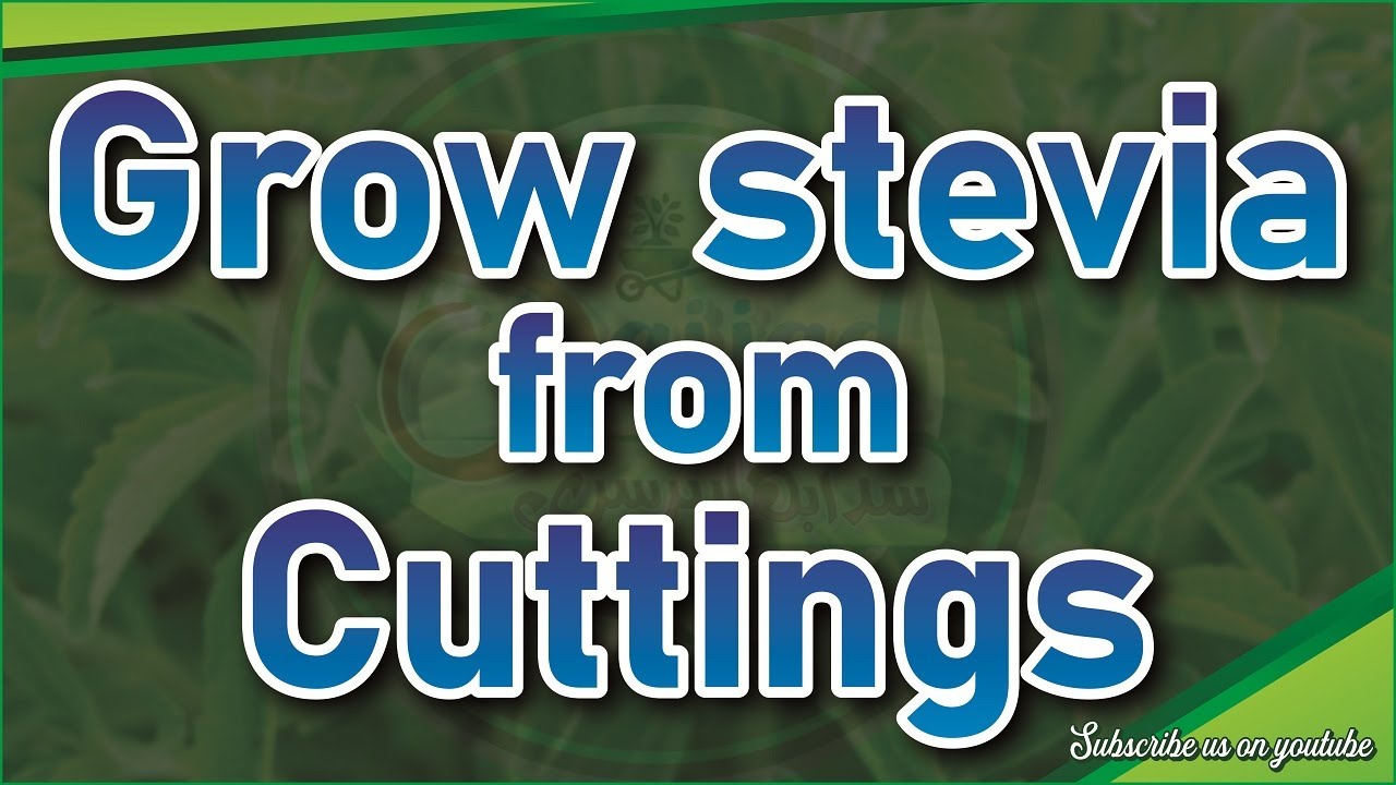 How to Grow Stevia from Cuttings with Results Urdu/Hindi #Stevia #viral