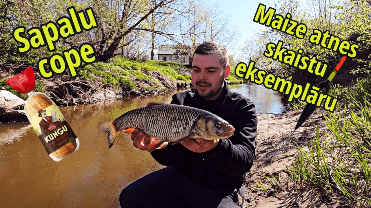 Sapalu cope uz maizi! Kā noķert sapalu pludinot ēsmu.