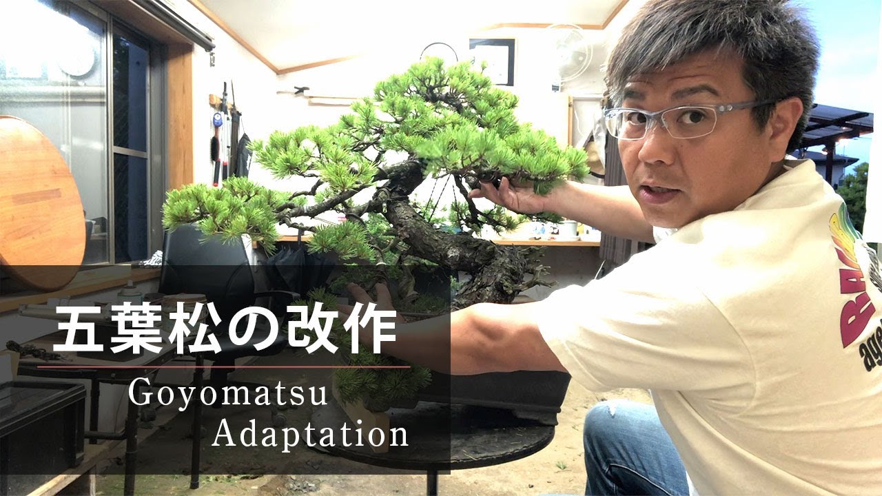 【北盆】〜盆栽の手入れ〜五葉松の改作