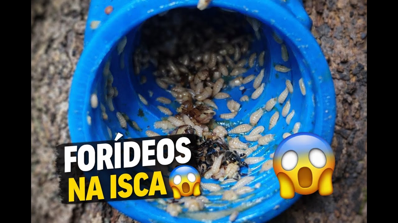 FORÍDEOS ATACAM ENXAME INTEIRO 😱 | O Mistério da Isca Tomada por Scaptotrigona