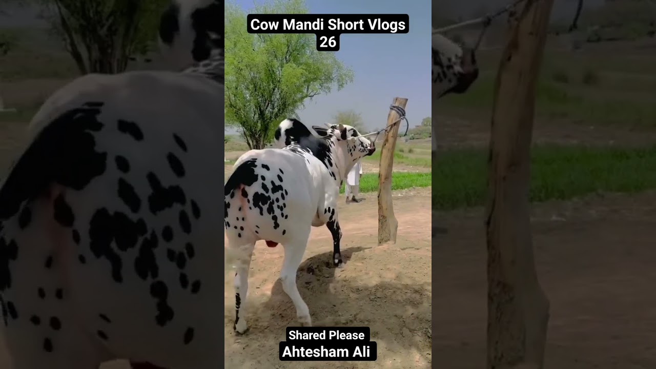 Whites Bull | cow Mandi Karachi 2023