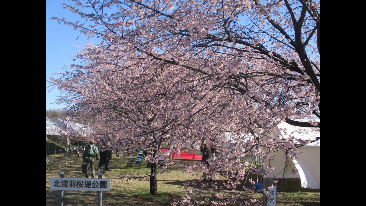 北浅羽桜堤公園（坂戸市）～坂戸にっさい桜まつり　早咲きの安行寒桜が見頃を迎える花見シーズン　2026年3月14日（土）