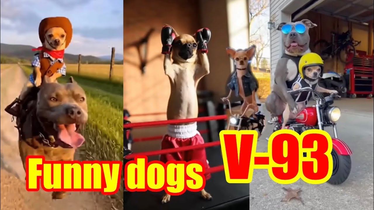 Funny dogs V-93 😂❤️😍