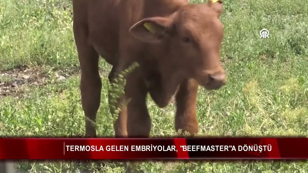 Termosla gelen embriyolar, 