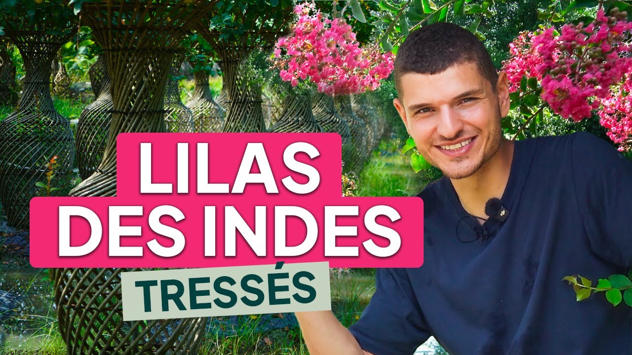La plus INCROYABLE des plantes : le LILAS DES INDES TRESS&Eacute; (Formes, Entretien, Conseils)