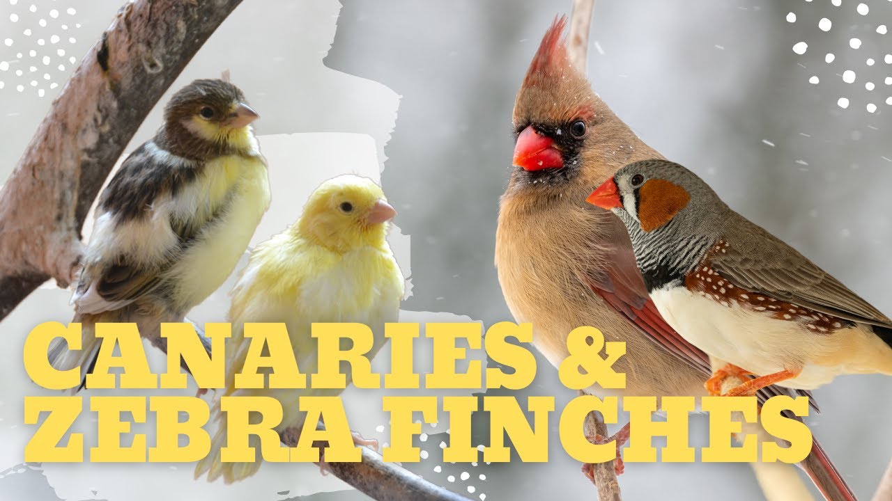 Canaries & Zebra Finches in Harmony | Thriving Together in a Vibrant Aviary! | Joyful Moments