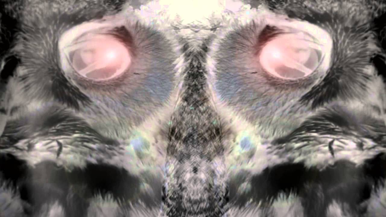 CHEVALINE - Dog
