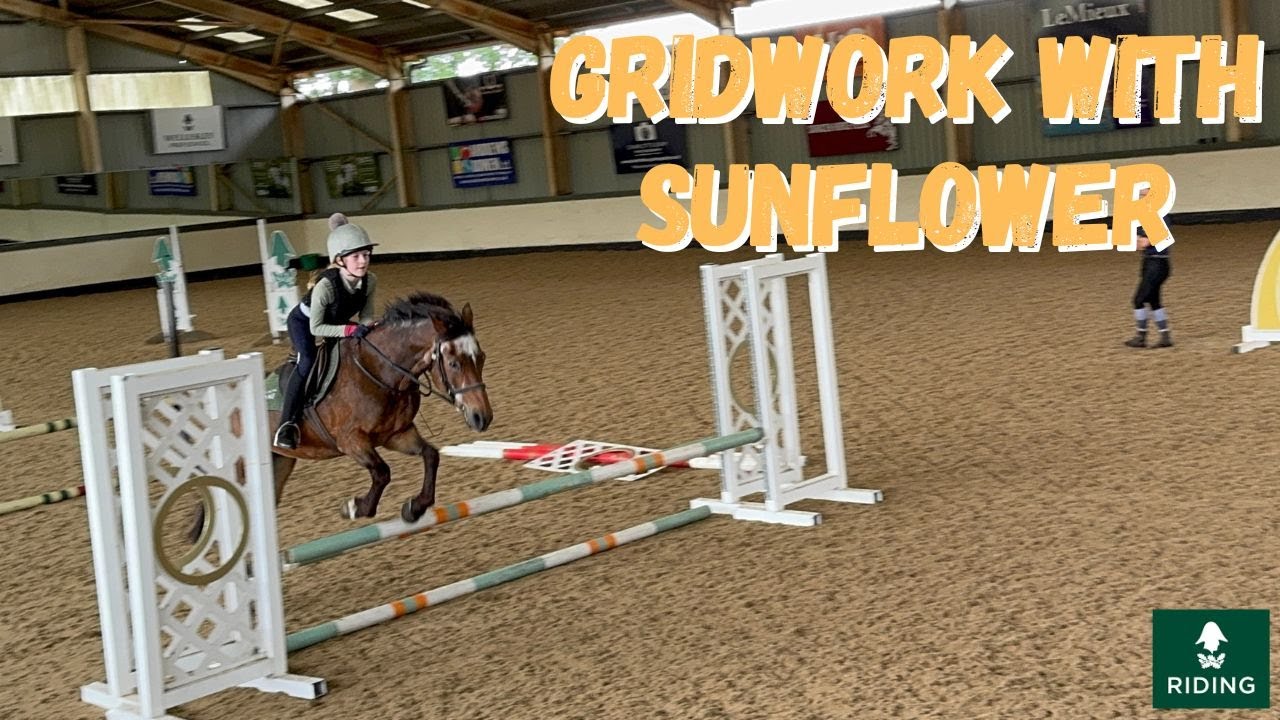 Gridwork with Sunflower at Wellington Riding