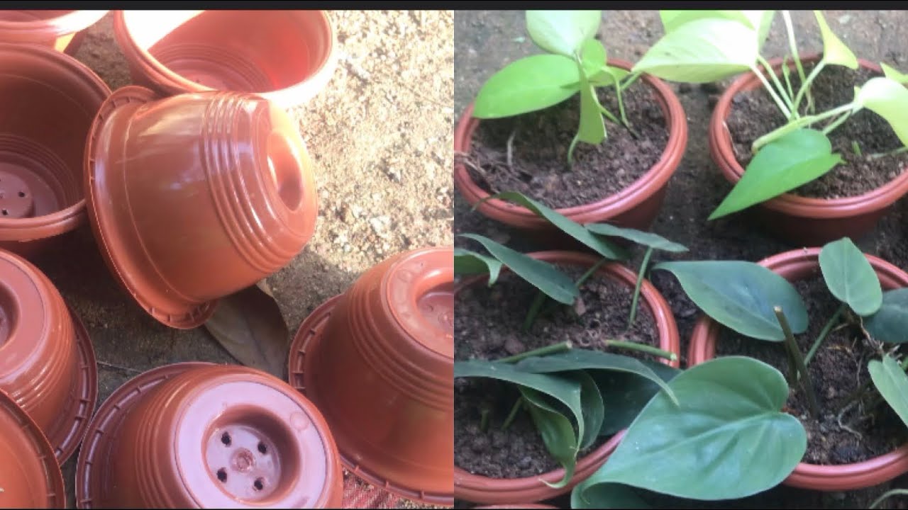 propagation single node cuttings #greenstory