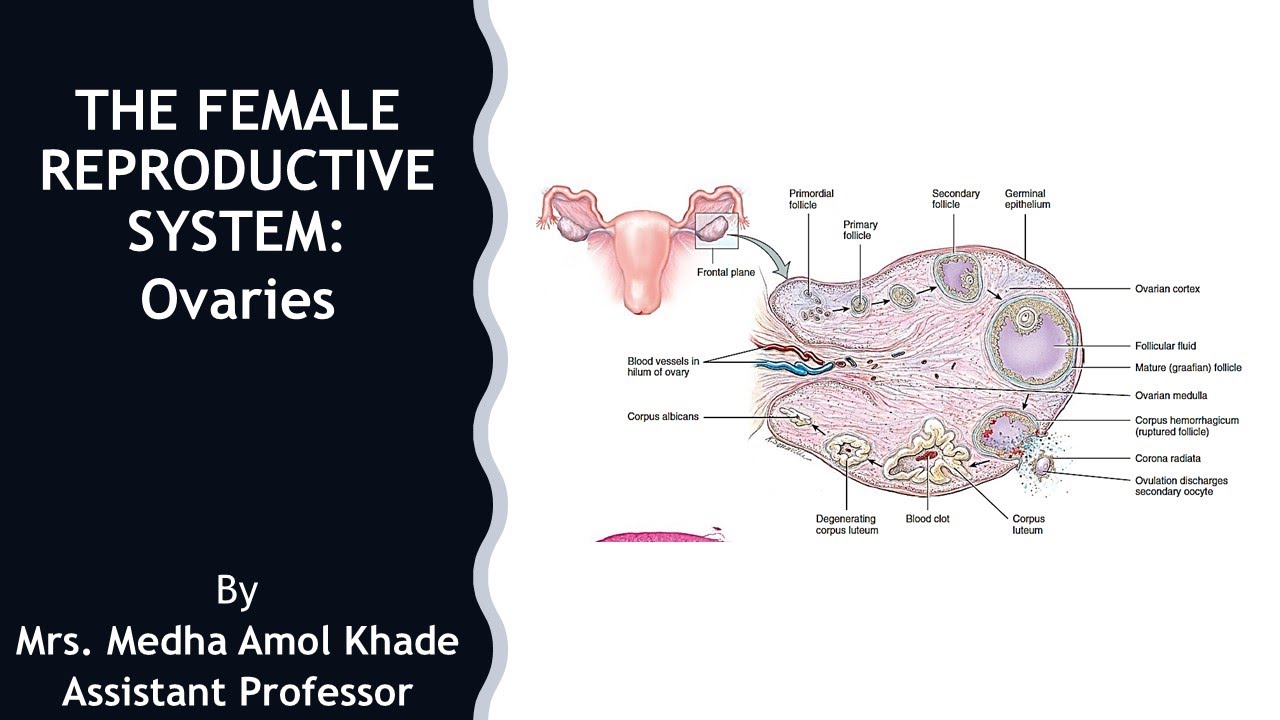 The Female Reproductive System: OVARIES