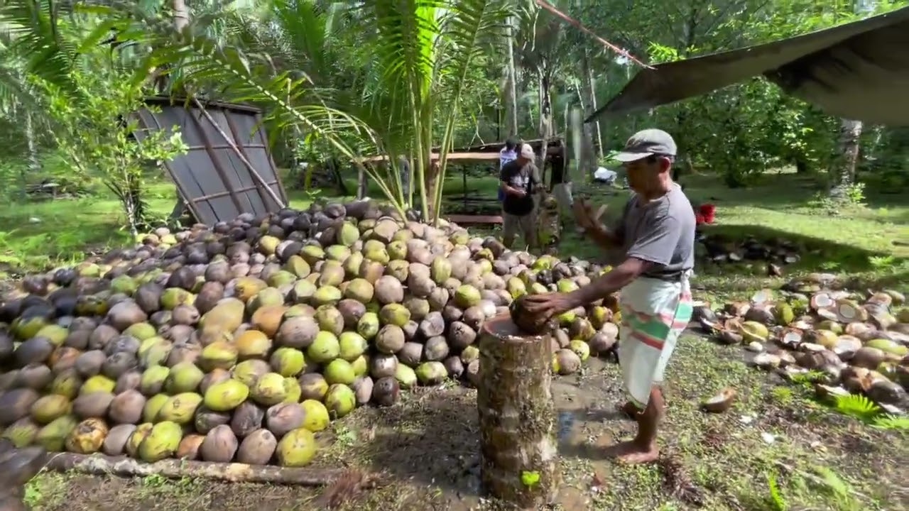 Kegiatan EKLESIA Menyala🔥, Bagian ketiga Bela/Kore Kelapa#MorotaiDaloha