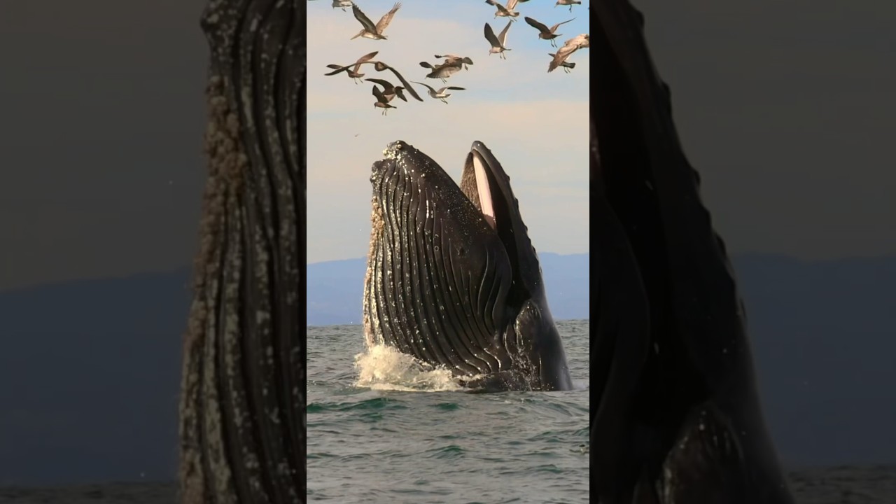 Giant Humpback Whale Trying to Encounter Birds || #whale #humpbackwhale #ocean #trending #shorts