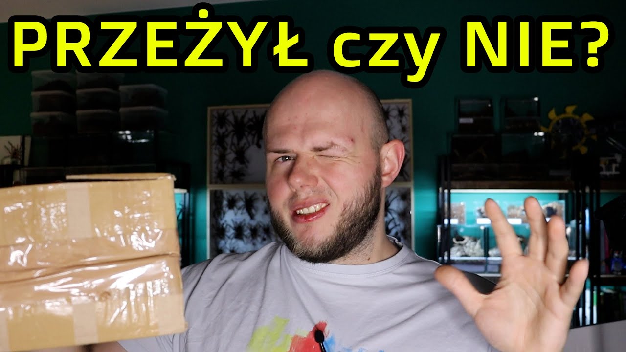5 DNI W PACZCE 😱 - czy pająk dał radę? 🕷