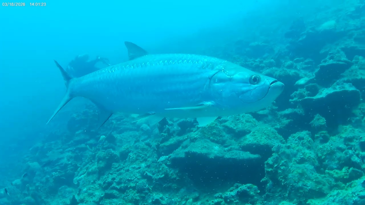Tarpon up close Bonaire 3-2026 140039