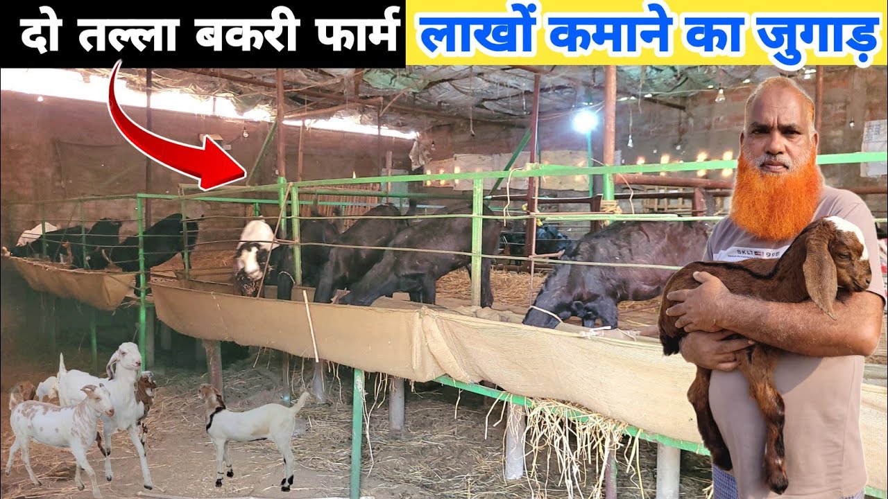 एक गलती 10 लाख का नुकसान 🐐 पर अब लाखों कमाऊंगा | Goat farming in hindi