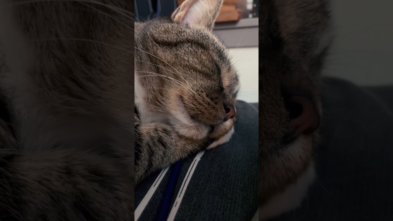 Never waste any time you can spend snoring 