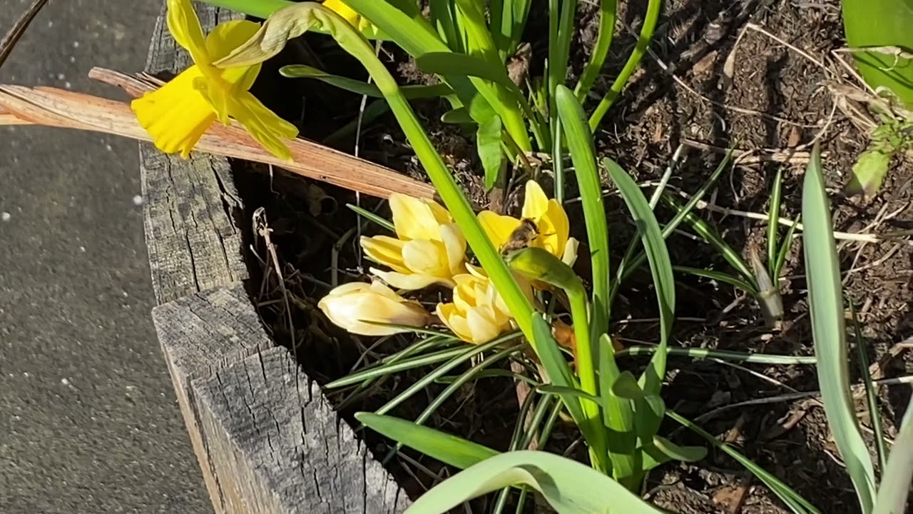 Wildlife corner at Lea Road. We have hornets or bees and ladybirds in one barrel 5/3/2025