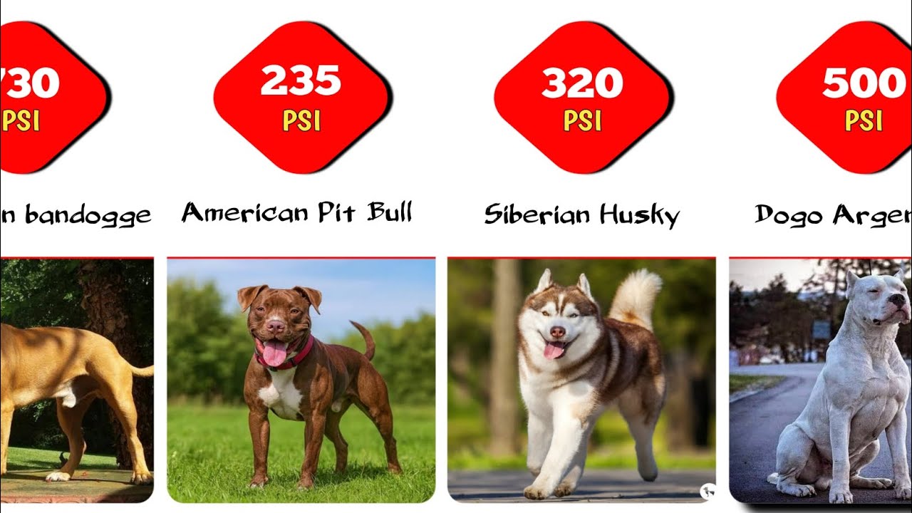 What Breeds Of Dogs Have The Strongest Bite? || Comparison Video