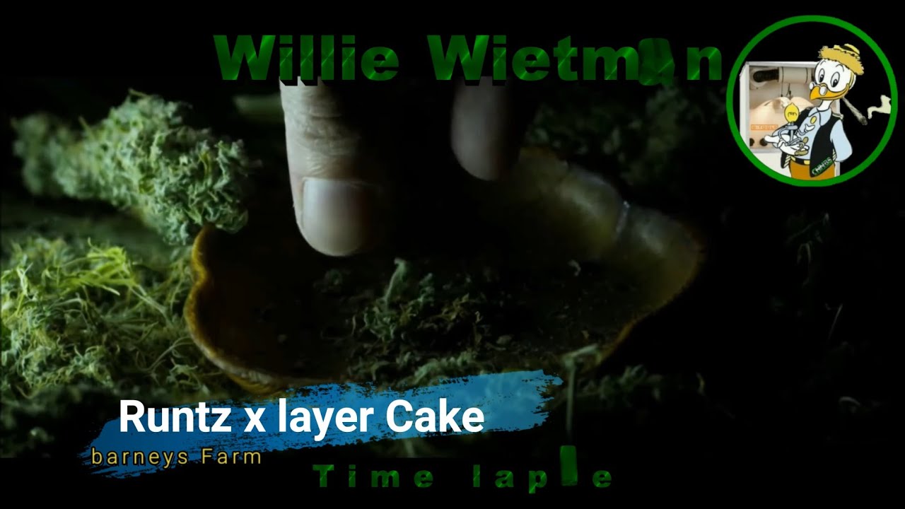 Week 11 & 12  met Runtz x layer Cake