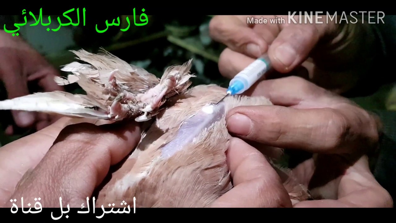 (18)لقاح ثلاثي للفرخه تحت الجلد