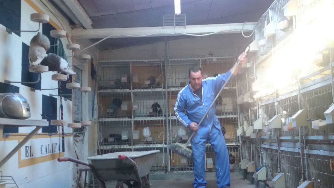 la limpieza del palomar con AC DC