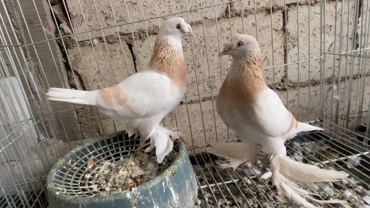 اجمل حلقة ممكن تشوفها🔥كلشي مفيد بالفيديو 