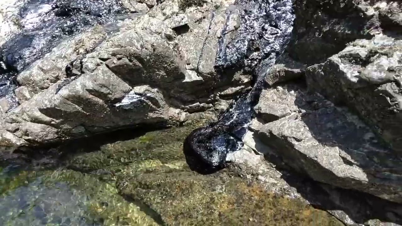 Asphalt Tar Slowly Flowing into Smith River