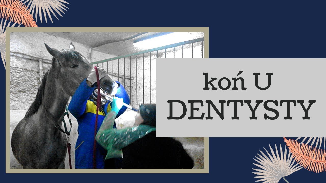 Koń u dentysty