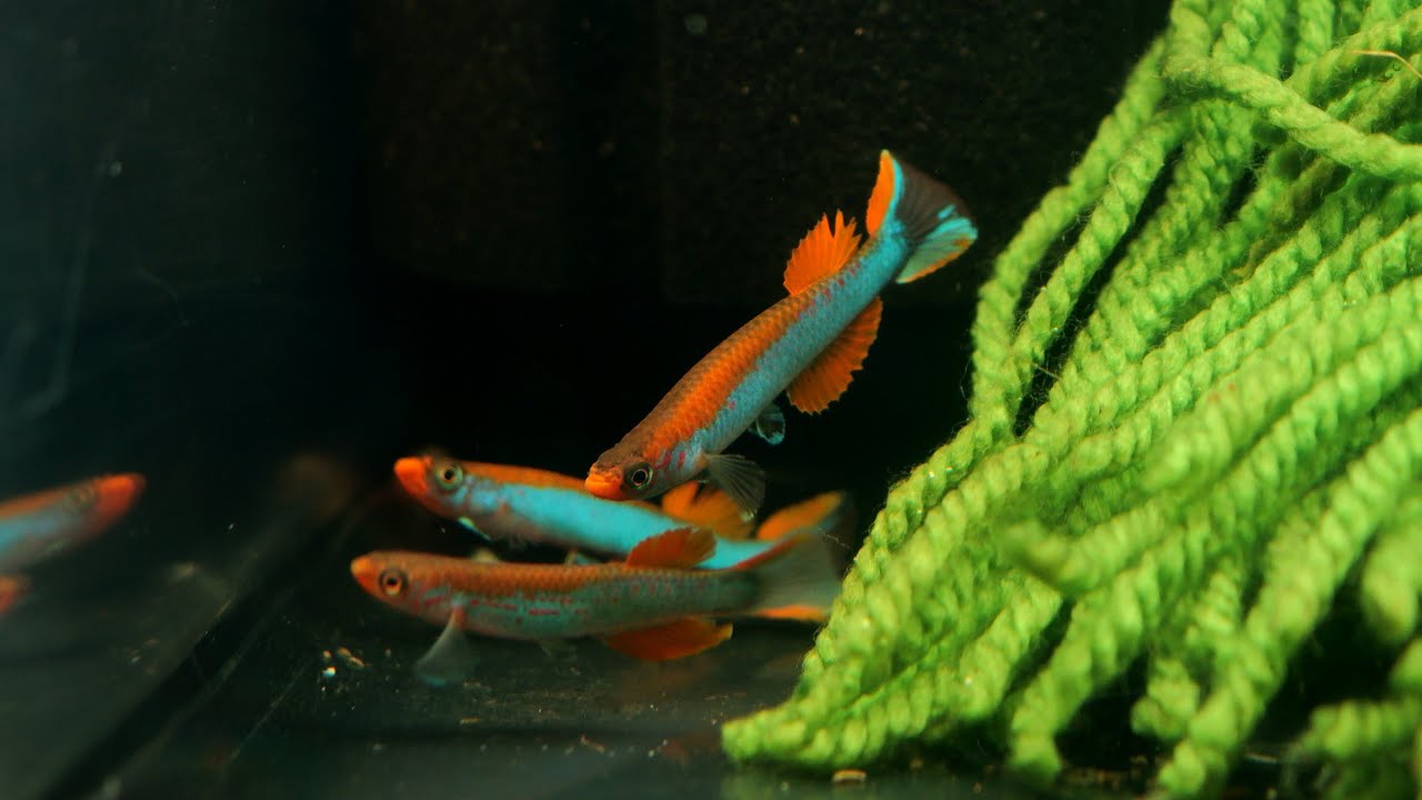 【4K】【熱帯卵生メダカ非年魚】Aphyosemion mimbon GEGVPO 2018/17 【再録】 アフィオセミオン 熱帯魚 アクアリウム killifish